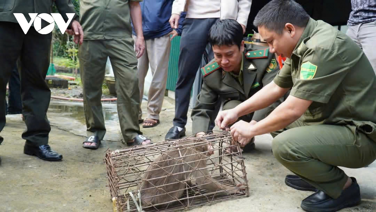Con khỉ phá phách nhà dân bị bắt, thuộc loài quý hiếm